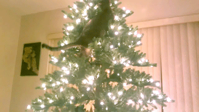 圣诞 喵星人 圣诞树 爬树 运动健将 节日 christmas