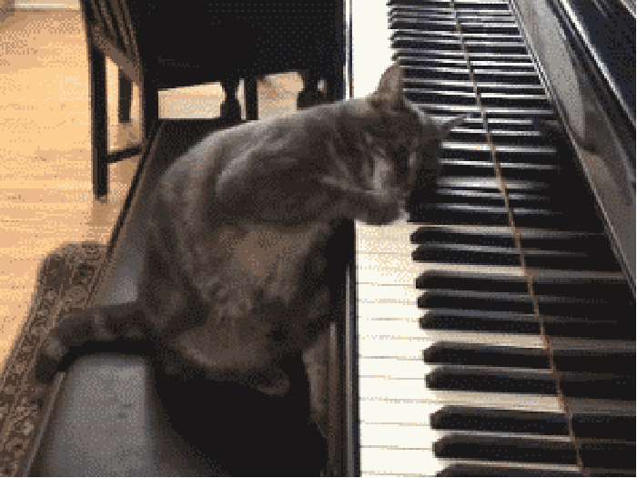 钢琴 弹奏 琴键 动物