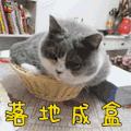 萌宠 猫咪 吃鸡 落地成盒 soogif soogif出品