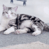 小猫 悠闲 摇尾巴 可爱