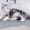 小猫 悠闲 摇尾巴 可爱