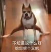 萌宠 不知道说什么好 给你劈个叉吧 呆萌 可爱