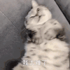 萌宠 喵星人 我太难了 难受 不开心 委屈