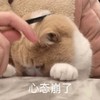 萌宠 猫星人 心态崩了 无奈 呆萌 可爱