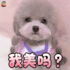 萌宠 狗 我美吗 撩人 soogif soogif出品