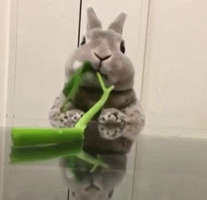 小兔子 可爱 吃东西 欢乐