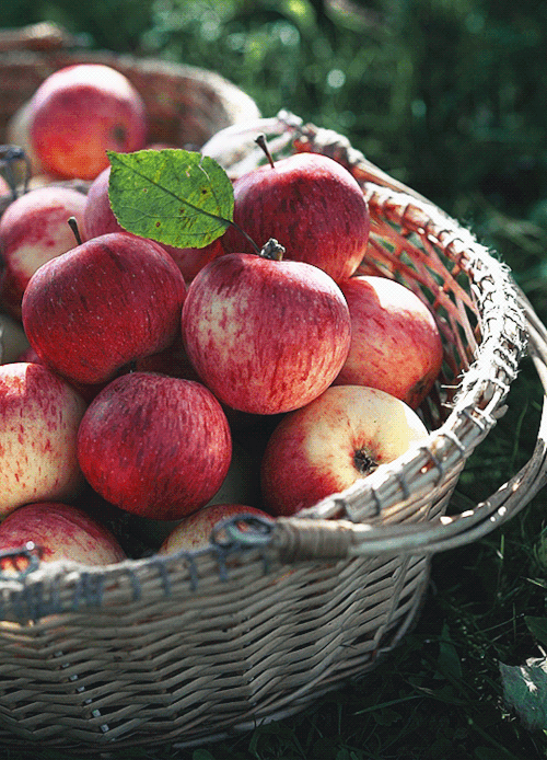 小苹果 叶子 筐子 营养 水果 红色
