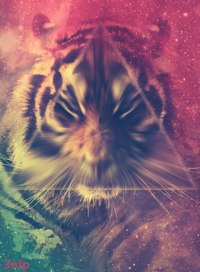 老虎 完美 喜欢  漂亮极了