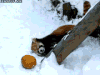 小熊猫 动物 可爱 有趣 雪