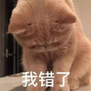 萌宠 喵星人 我错了 认错 搞怪 逗