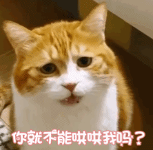 萌宠 猫咪 小网黄 动态图 可爱