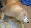 柴犬 动物  狗 萌 摇头