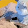 萌宠 猫星人 猫爪 搞怪 呆萌 可爱