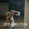 萌宠 猫星人 苦奶入喉心作痛 难受 呆萌 可爱