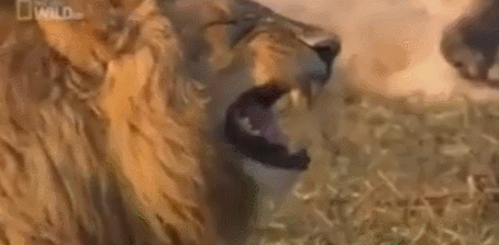 打喷嚏 sneezing