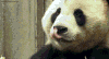 熊猫 舌头 天然呆 动物 panda 黑眼圈