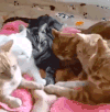猫咪 握手 可爱 排队