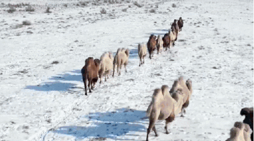 尉犁县 新疆 纪录片 罗布人村寨 航拍中国 雪地 骆驼