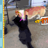 喵星人 可爱 搞笑 猫咪