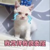 萌宠 猫星人 我觉得我很委屈 无奈 呆萌 可爱