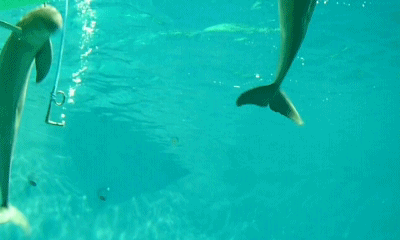 海豚 dolphin 呼气 玩耍
