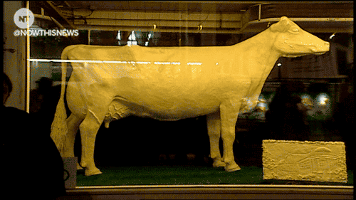 奶牛 cow 模型 博物馆