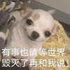萌宠 猫星人 有事也请等世界毁灭了 再和我说 搞怪 呆萌