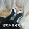 萌宠 猫星人 请微笑面对每一天 笑脸 可爱 呆萌