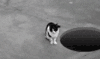 萌宠 猫 喵星人