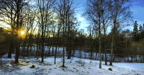 延时摄影 春夏秋冬 一年四季 一年四季延时拍摄 时间记录 小树林