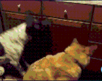 猫 喵星人 萌宠 搞笑
