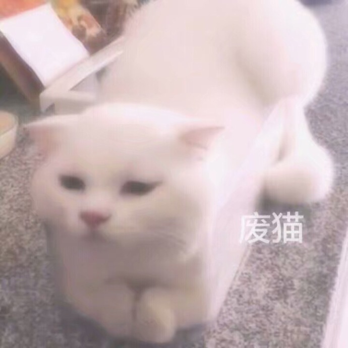 猫咪 可爱 呆萌 斗图 恶搞 废猫