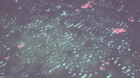 风景 雨水 花瓣 大自然