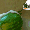 猫 西瓜 是我的 卖萌 萌宠 可爱 动物
