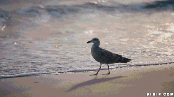 自由 海鸟 飞翔 沙滩 大海 赞