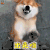 萌宠 狗 柴犬 汪星人 出来嗨 开心 soogif soogif出品