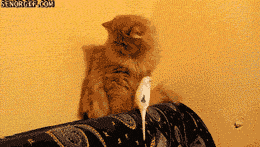 鸟 bird 猫 宠物