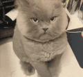 猫 喵星人 生气