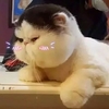 猫咪 喵星人 胖乎乎 可爱 萌萌哒 胖纸猫咪