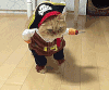 海盗猫大爷 搞笑 雷人 可爱