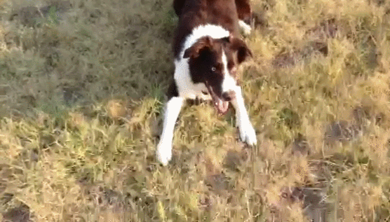 边牧 汪星人 奔跑 游戏 Border Collie