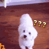 狗狗 白色 疑问 可爱