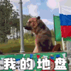 我的地盘 我做主 熊 世界杯