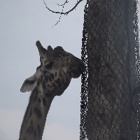 舌头 长颈鹿 动物园 多伦多动物园 吐 马赛长颈鹿