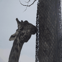 舌头 长颈鹿 动物园 多伦多动物园 吐 马赛长颈鹿