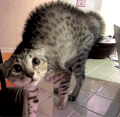 猫咪 喵星人 搞笑 可爱 淘气