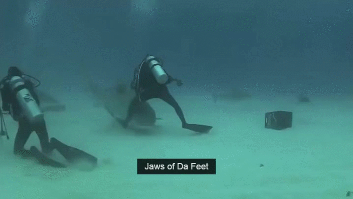 鲨鱼 shark 潜水员 海底