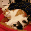 萌宠 猫 猫咪 空白表情DIY 空白表情
