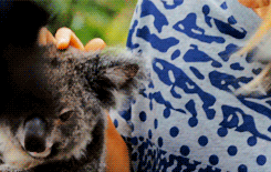 考拉 温馨 玛利亚·莎拉波娃 澳大利亚 koala