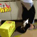 萌宠 可爱 动物